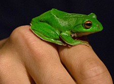 [攝影相關] 莫氏樹蛙 低光源攝影